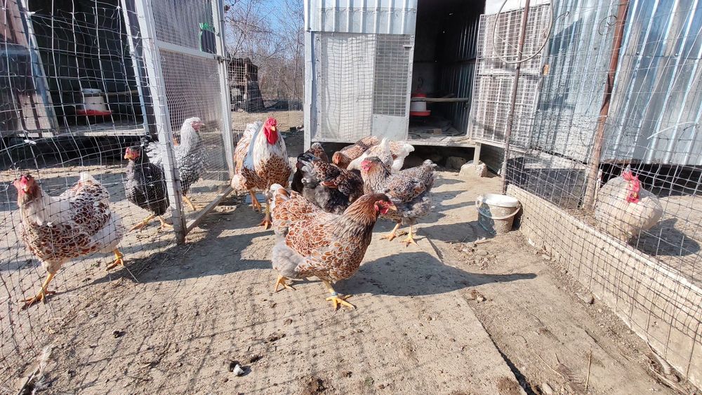 Ouă pt incubat wyandotte albastru auriu