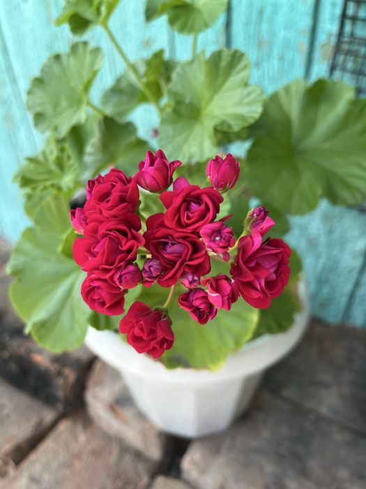 Королевская пеларгония (герань)