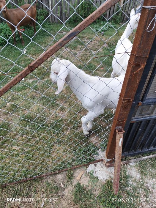 Țapisor caută casa noua