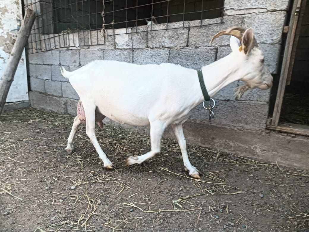 Заненский ешкілер