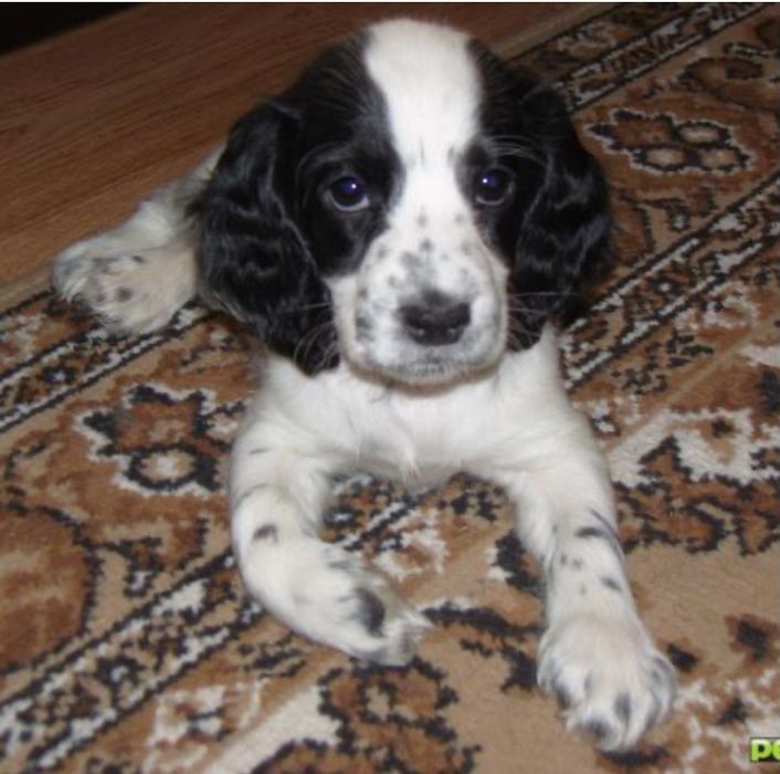 Срочно продается щенок русский спаниела