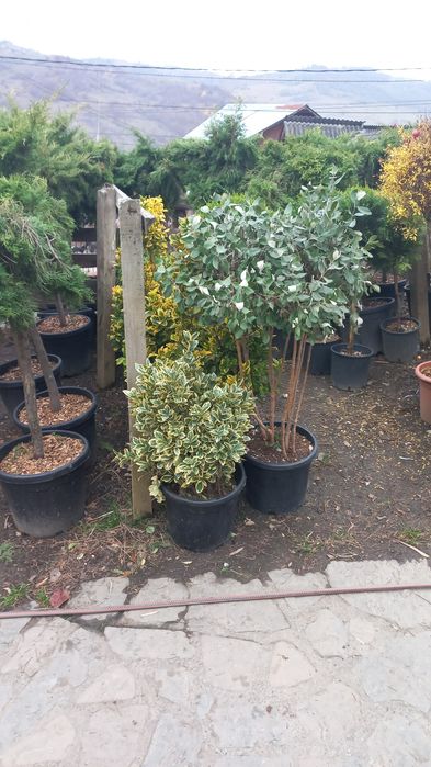 Plante ornamentale pentru o grădină de vis