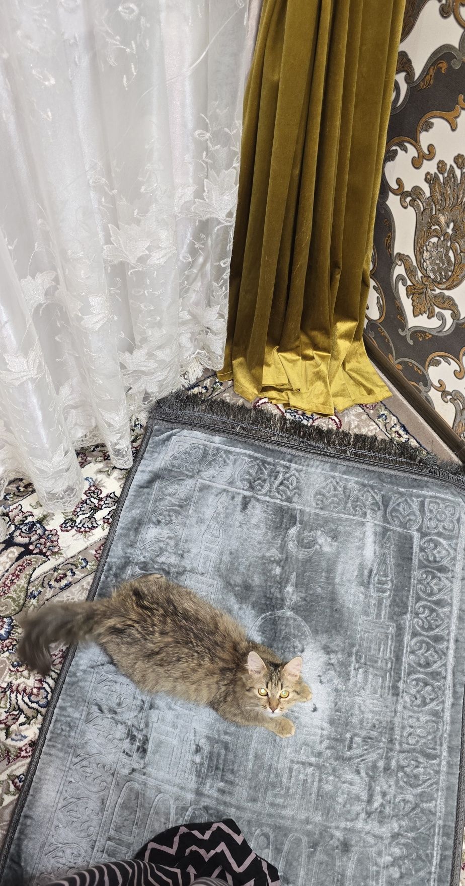 Кошка Мушук Пишик киз пишик