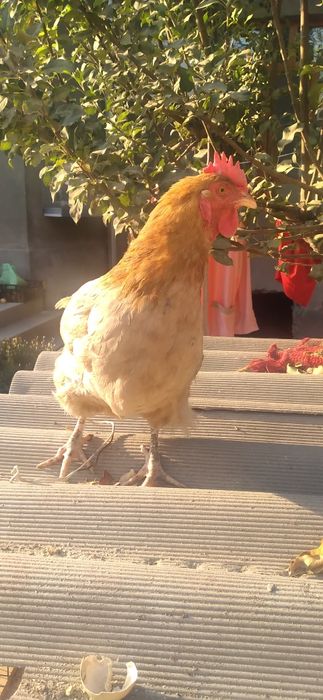 Tovuq sotoladi 2 dona hashaki tuhumga Kirgan