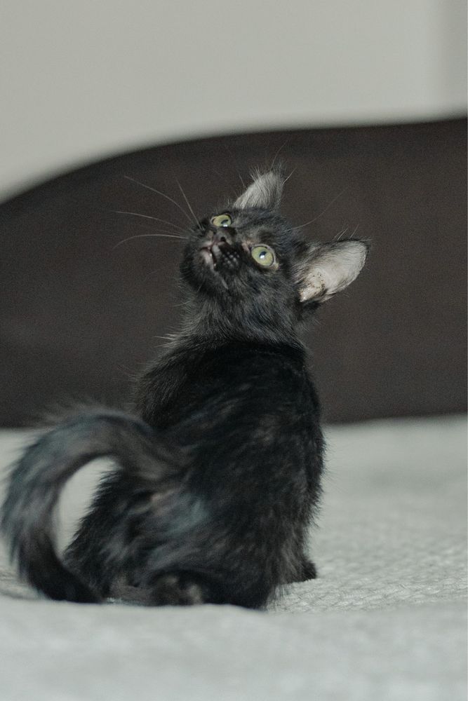 Котенок в поиске дома