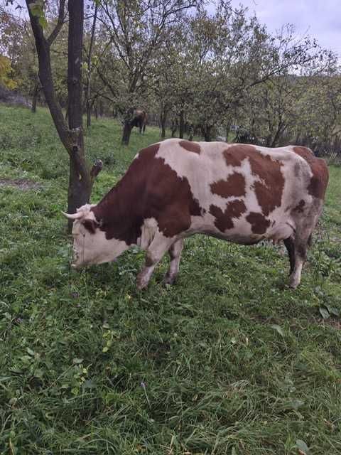 Vând vacă cu vițel