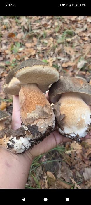 Продавам манатарка  30 лв  добро 1 качество