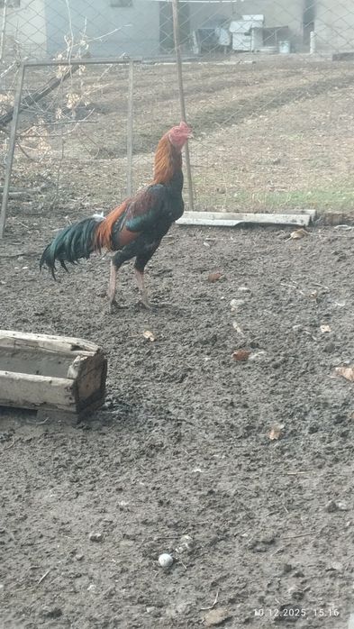 Продам петухов бойцовский
