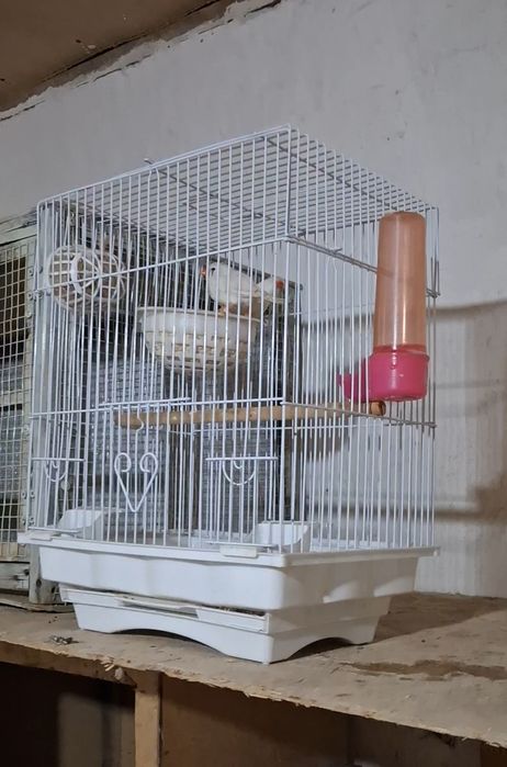 Рабочий амадин пара сатылады..