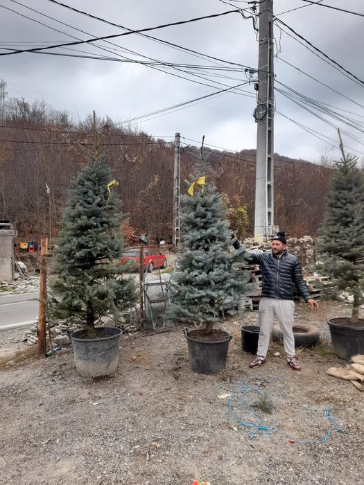 Brazi arginti sau verzi