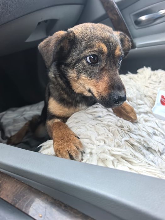 Собачка в поиске любящего дома