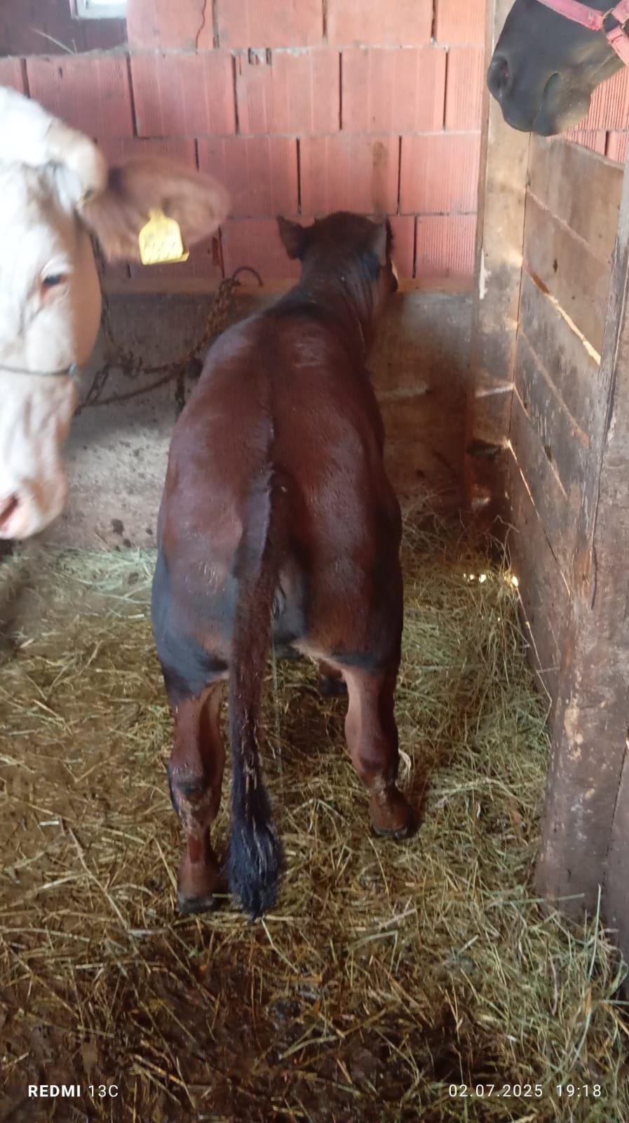 Vând vițea angus de 2 luni și Ceva