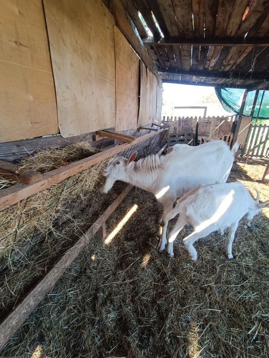 Sannen vând țap de 2ani