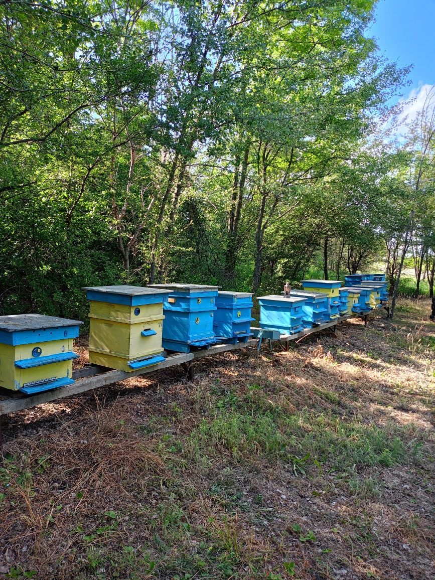 продавам пчелни кошери 35лв