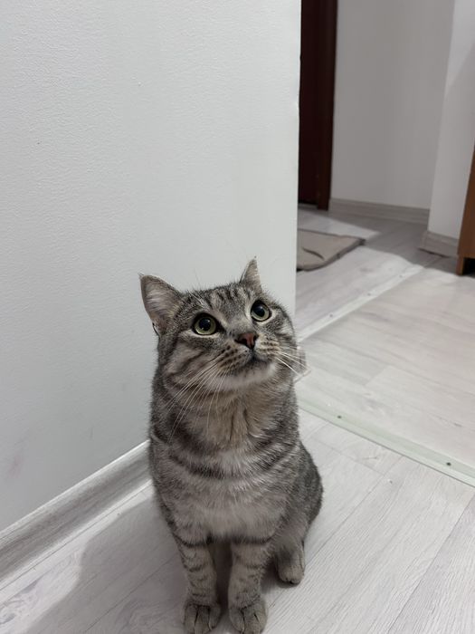 Отдам кошку на хорошие руки
