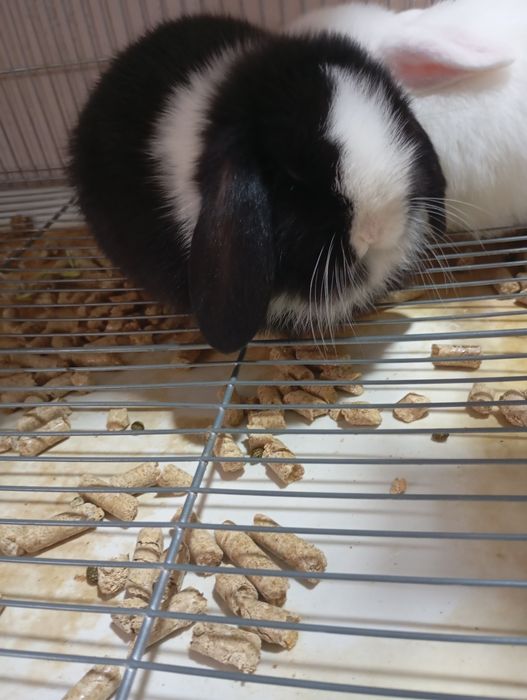 Карликовые декоративные кролики