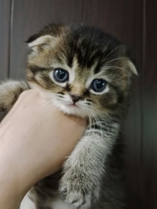 Роскошные котята золотые Скоттиш фолд