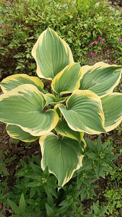 Продам хосты-декоративные  многолетники.