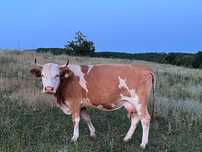 Vaca si vitea de vanzare