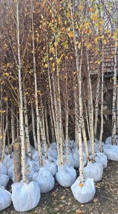 Mestecan diferite inaltimi platna tei la super oferta