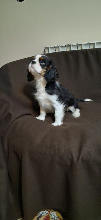 Кавалер Кинг Чарлз Шпаньол FCI