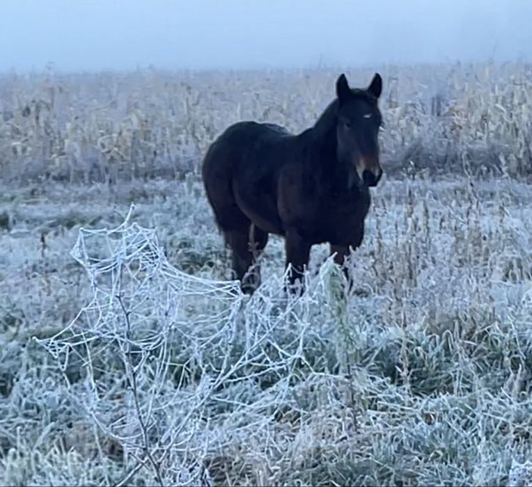 De vinzare minz de 4 luni