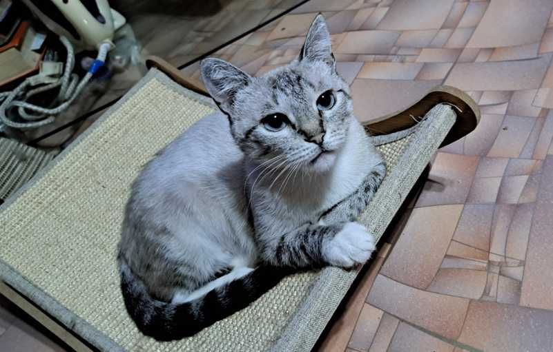 предлогается кошечка