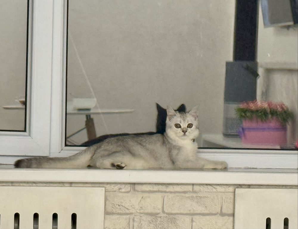 Вязка скоттиш страйт