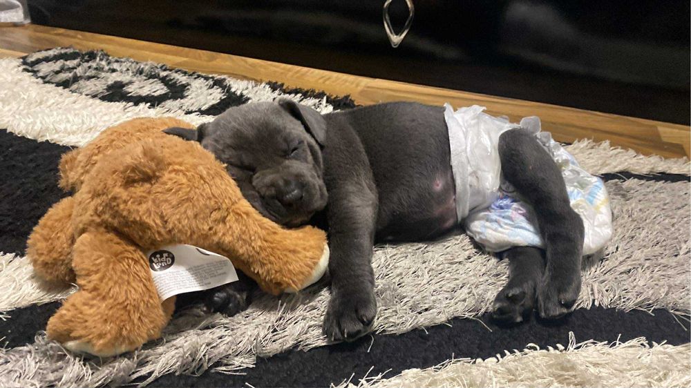 Кученце Кане Корсо