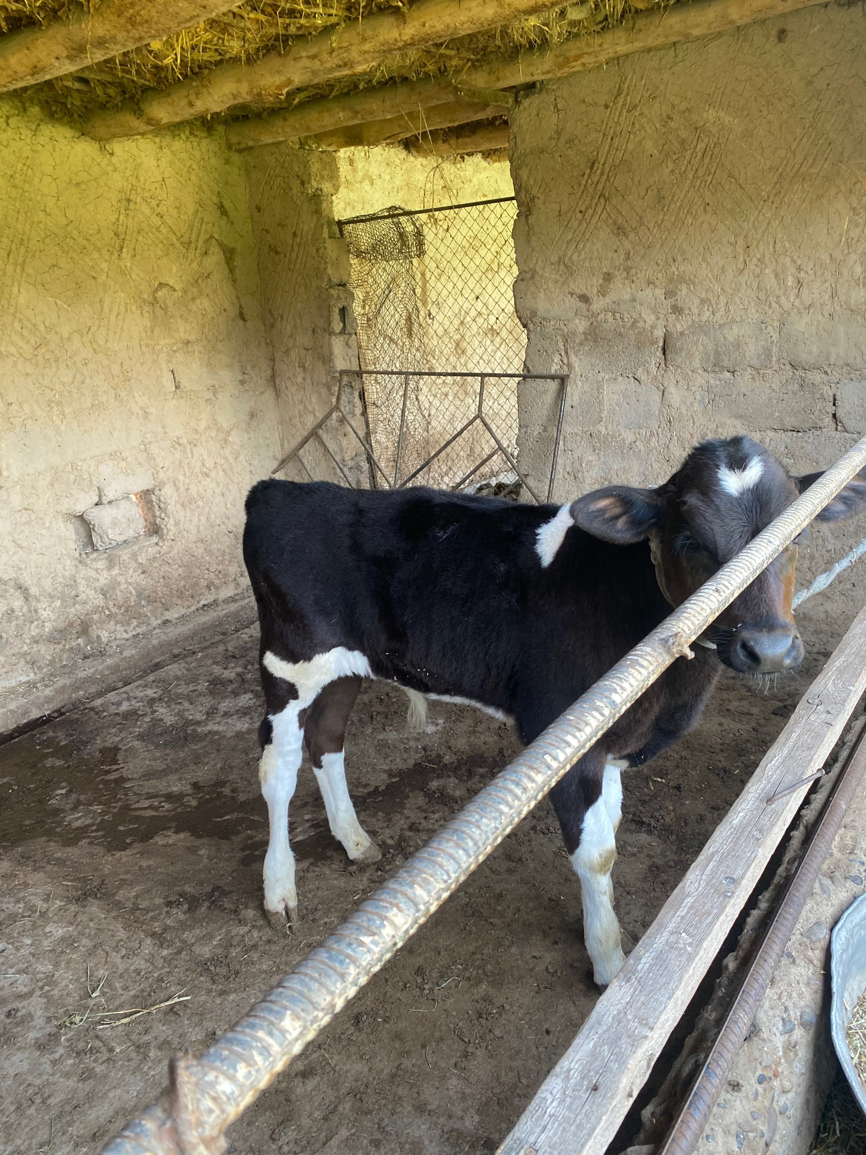 Sigir mol sog’in