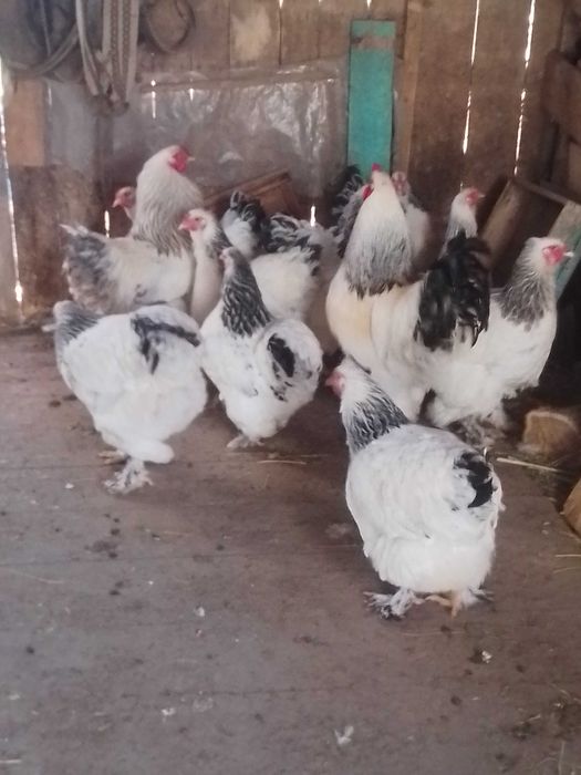 Vând găini brahma HD,splash,negru ,albastru