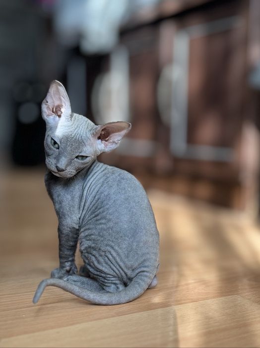 Котята донской сфинкс