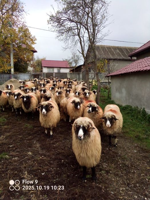 Vand oi breze frumoase