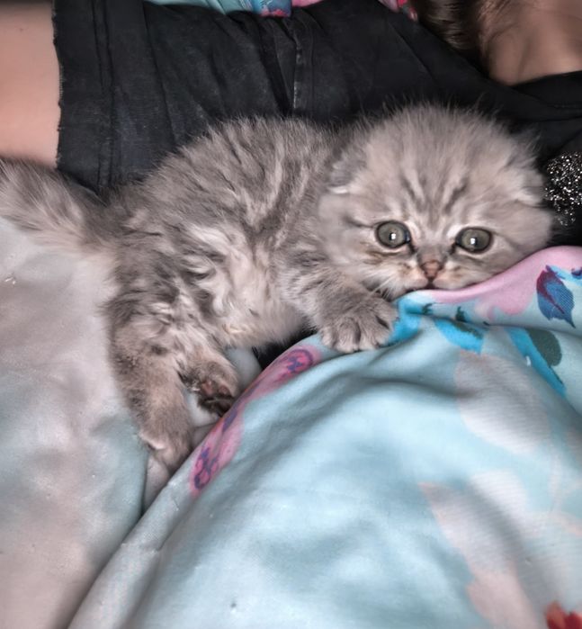 Шотландский котенок