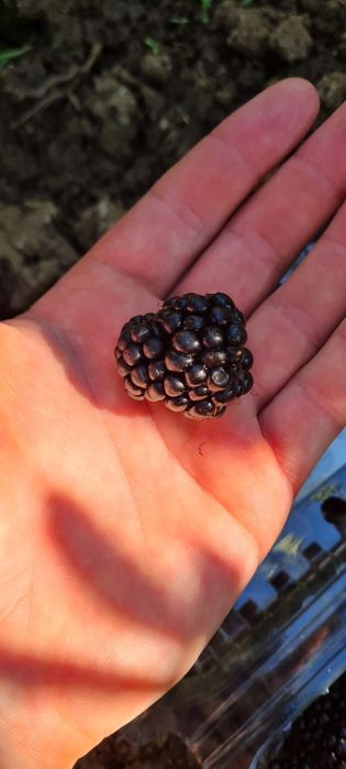 Vînd mure soiul Thornfree!!!