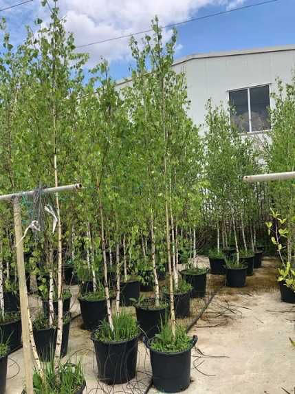 Foioase Diverse: Tei, Mesteacăn, Platan | Direct Producător