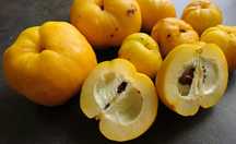 Планински лимон фиданки Chaenomeles