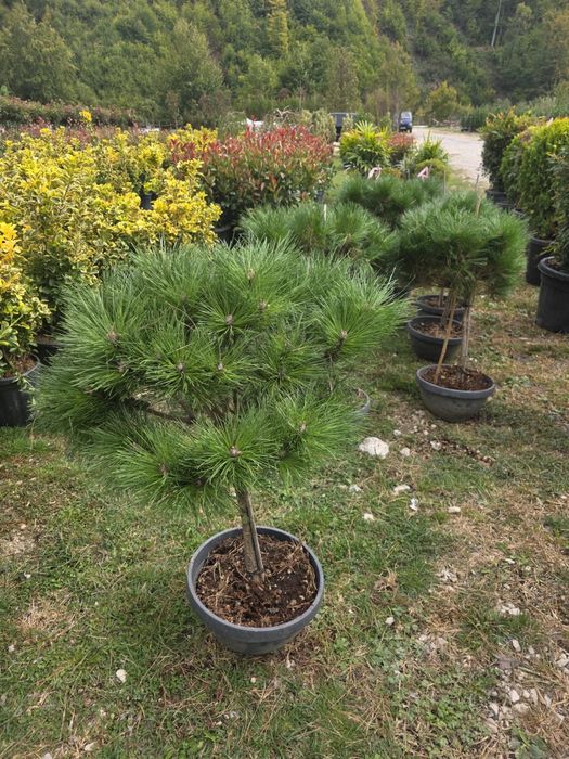 plante ornamentale diferita speci