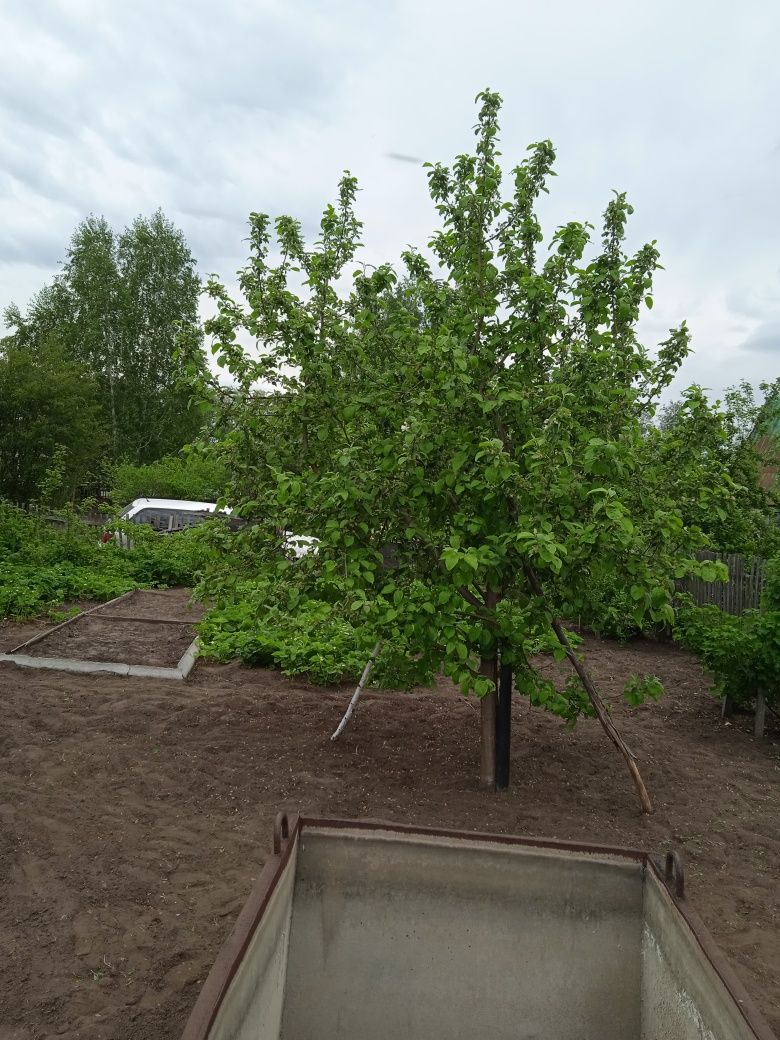 Продам дачу с/о Горизонт