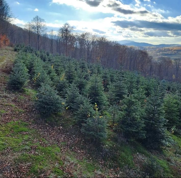 Vand puieti Forestieri