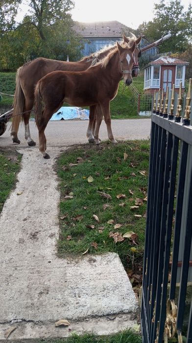 de vânzare (doar mânza) aștept oferte