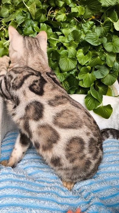 ШИКАРНЫЙ котик - Бенгал серебро