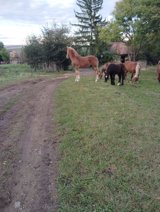 3 Mânzi contois de vânzare