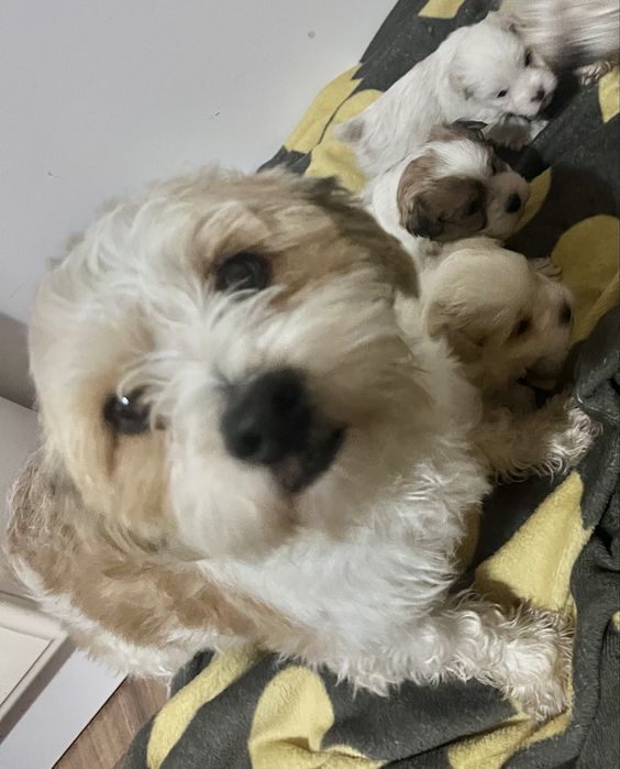 Vand pui de bichon Maltez