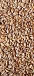 Vand grau si triticale