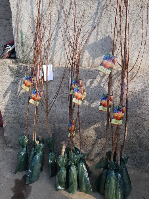 Pomi fructiferi ambalati sau rădăcina libera