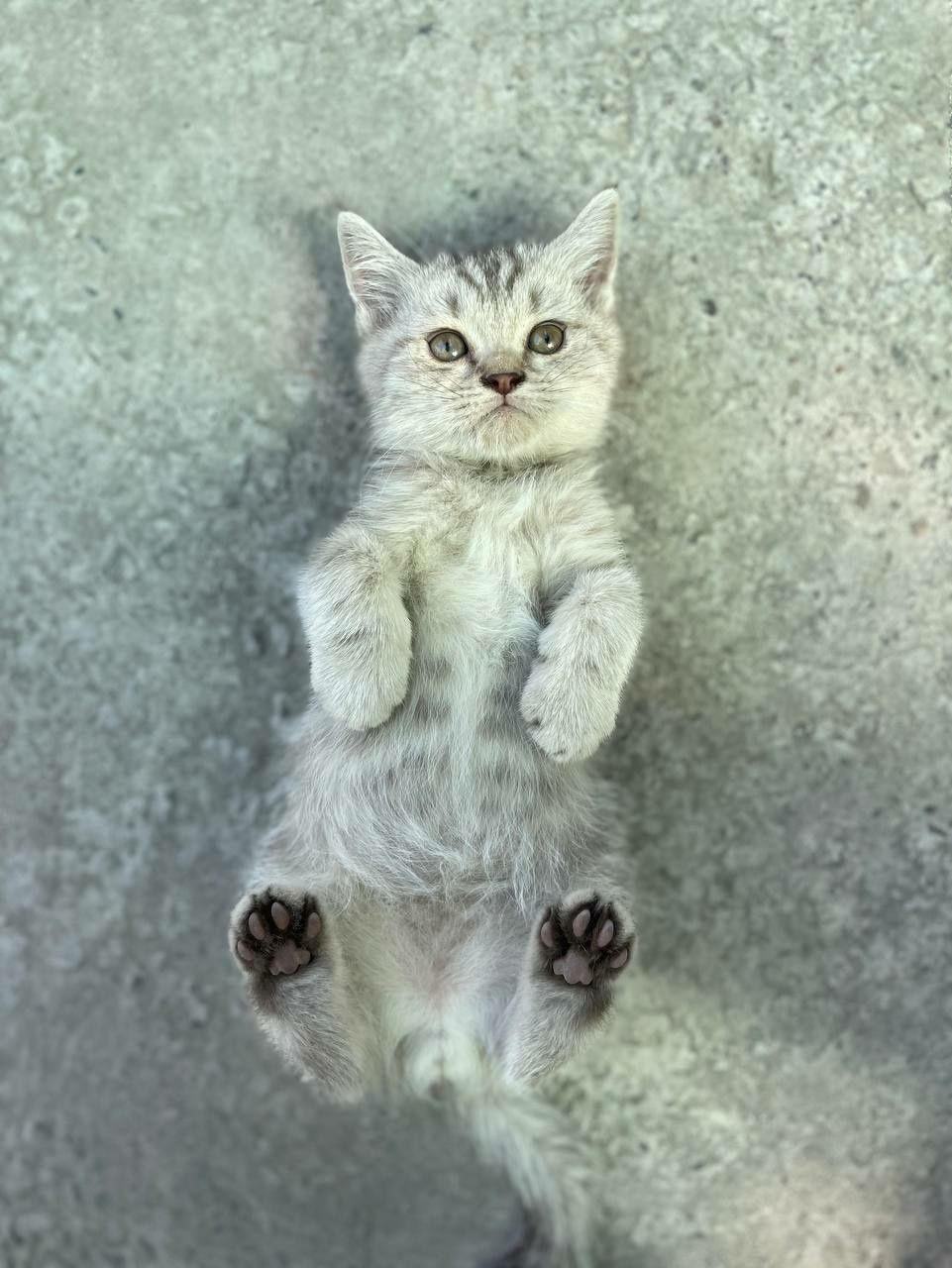 Scottish strayt коричневый табби