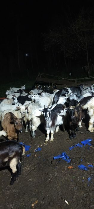 Vând capre bune de lapte și tinere mai multe detalii la tel