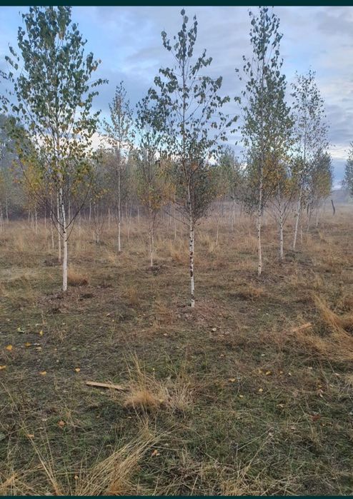 Puieți salcâm frasin fag carpen ulm plop mesteacăn brad molid Tei arin