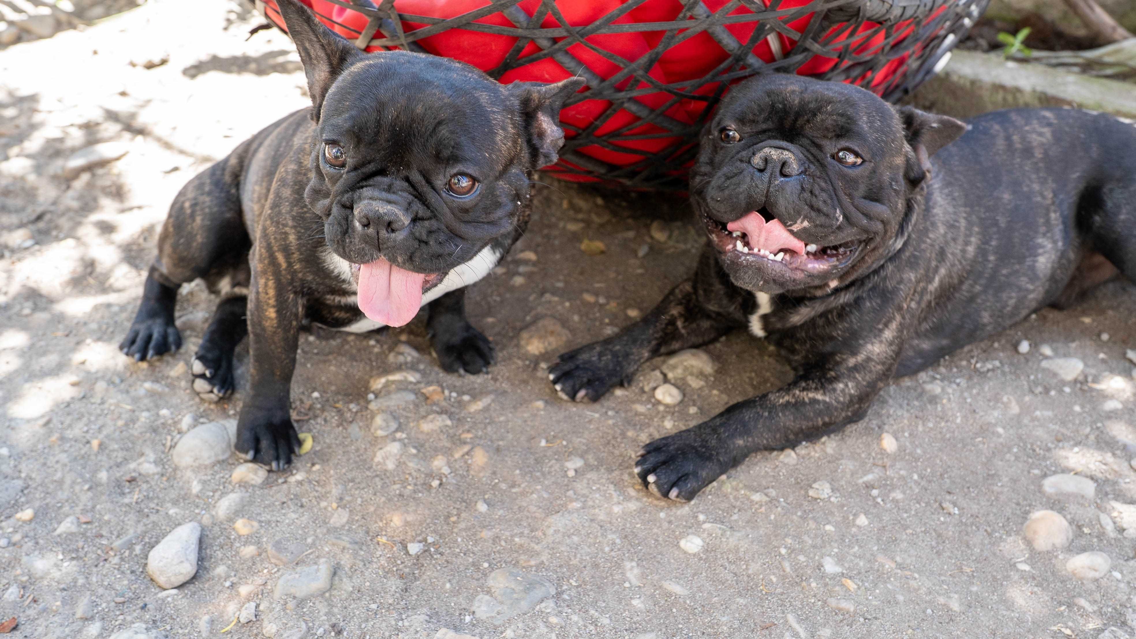Bulldog Francez, 1 an, baiat si fata